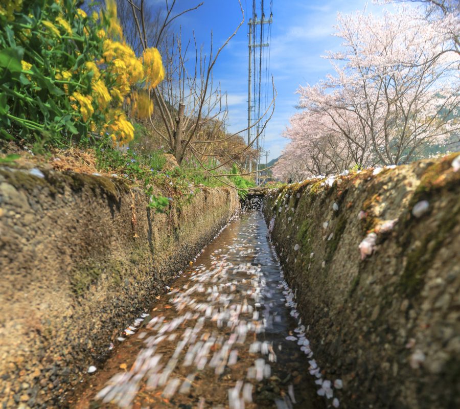 西深 桜並木