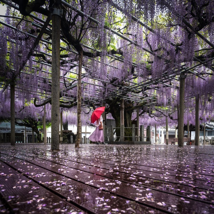 雨の日の千年藤