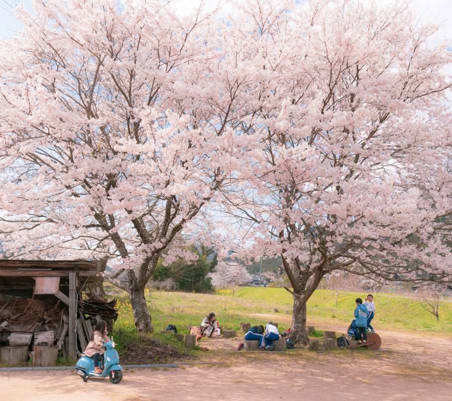 しそうの桜